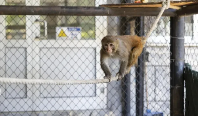 Şeker Artık Güvende!