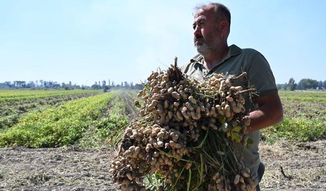 Osmaniye'nin tescilli yer fıstığında hasat mesaisi başladı