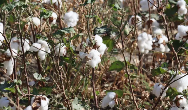 Hatay'da Pamuk Alarmı: Yüzde 45 Kayıp!