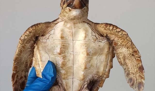 Samandağ Sahilinde Acı Tablo