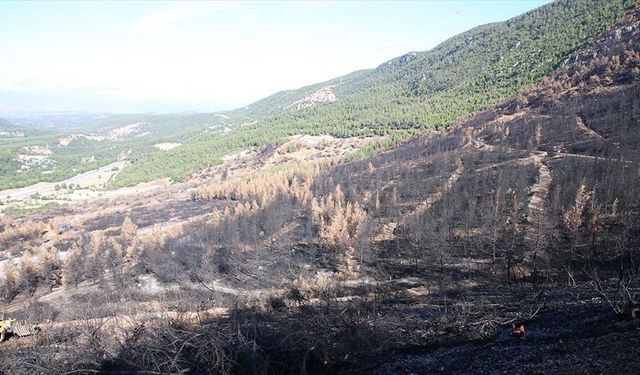 Denizli ve Uşak'ta 20 yılda 306 milyon fidan toprakla buluşturuldu