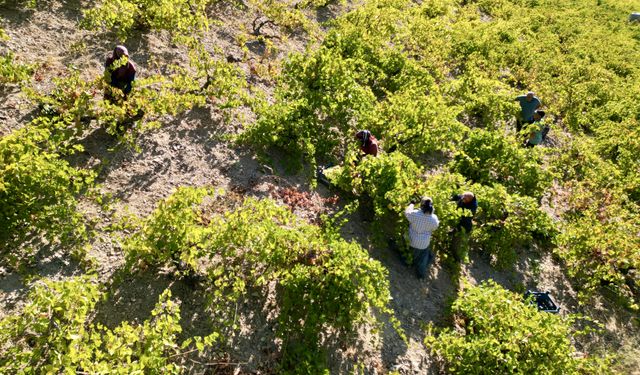 Osmaniye'de bağ bozumunun ardından pekmez yapımına başlandı