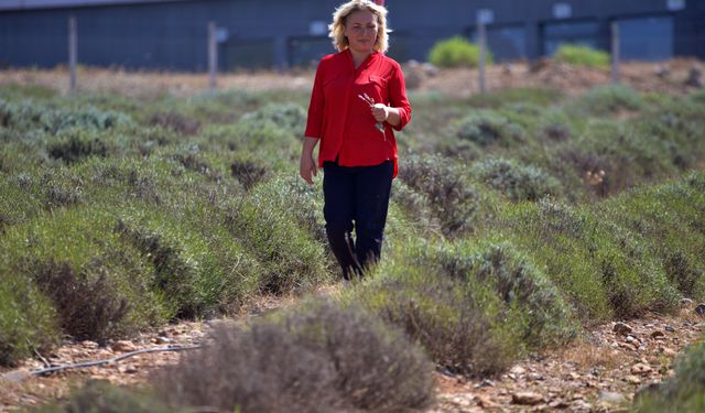 Osmaniye'de yeniden ekonomiye kazandırılan lavanta bahçesi kadınlara gelir kapısı oldu