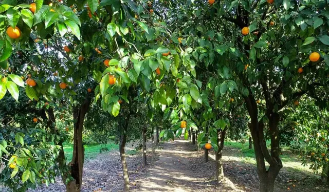 Hatay’da Üretici Tarlasını Kaybediyor!