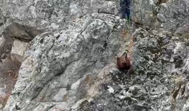 Burdur’da mahsur kalan keçiler ekipler tarafından kurtarıldı