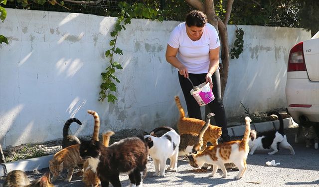 Hataylı Depremzede kadın, sahipsiz kedilere kucak açtı