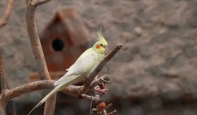 DKMP Genel Müdürlüğünden petshoplarda yaban hayvanı satışı için ruhsat şartı