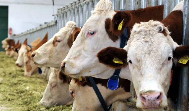 Hayvancılıkta Şap Krizi! Et Fiyatı Tırmanacak