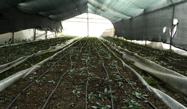 Isparta'da çiftçiler kuraklığa karşı safran üretimine yöneldi