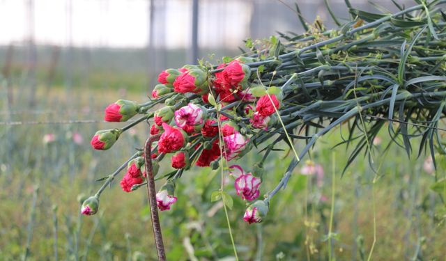 Isparta'da yeni sezon için karanfiller dikiliyor