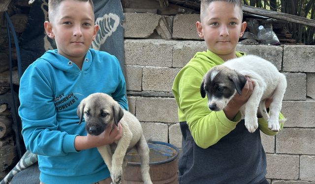 Ispartalı çoban mesleğini ikiz torunlarına da öğretmeye çalışıyor