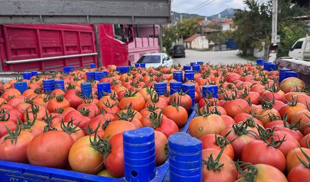 Isparta'nın Deregümü köyündeki domates seralarında hasat sezonu uzadı