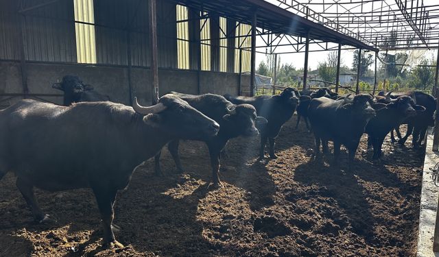 Isparta'nın manda ürünleri talep görüyor