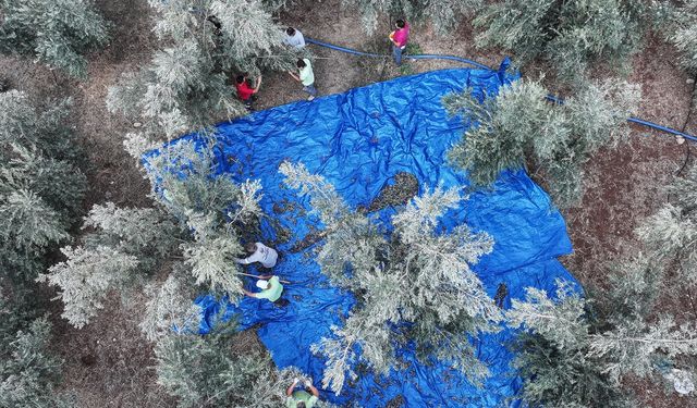 Mersin'de zeytin ağaçlarından elde edilecek gelir kız öğrencilere burs olacak