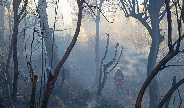Mersin'de zirai alandan muz seralarına sıçrayan yangın söndürüldü