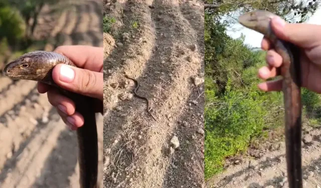 Hatay’da Yılana Benzeyen Oluklu Kertenkele Görüldü ! Nesli Tükenmek Üzere