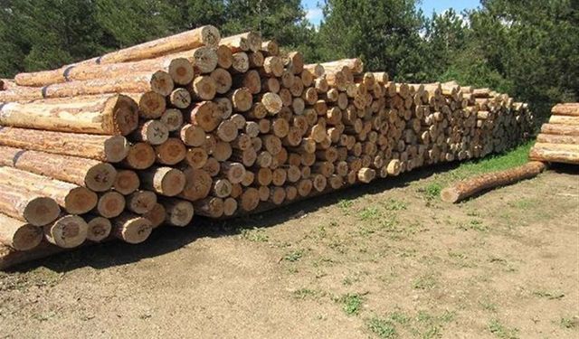 Hatay’a Binlerce Ağaç Kesilecek ! Onay Verildi