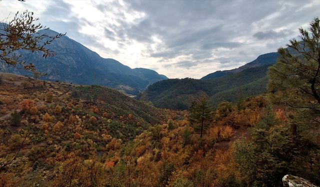 Saimbeyli ilçesinde ormanlık alanlar sonbahar renklerine büründü