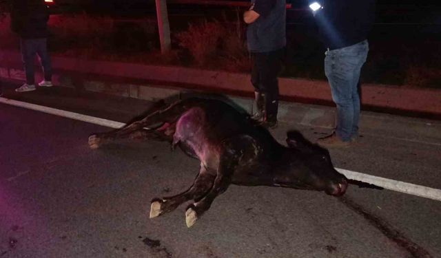 Ağıldan kaçan inek, araçların çarpması sonucu telef oldu