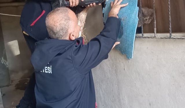 Antakya’da kedi kurtarma operasyonu