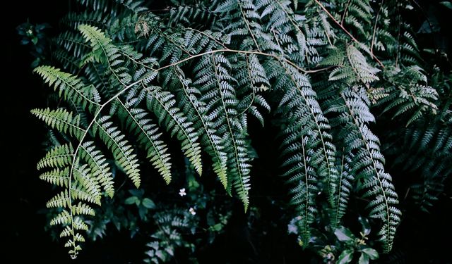 Antalya'da süs bitkileri için Organize Tarım Bölgesi kurulacak