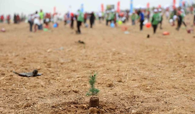 ATÜ yeşil kampüs olma yolunda ilerliyor: Dikilen fidan sayısı 22 bin 500’ü buldu