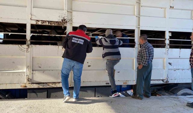 Burdur’da şap karantinasındaki küpesiz hayvan taşıyan besiciye 170 bin lira ceza
