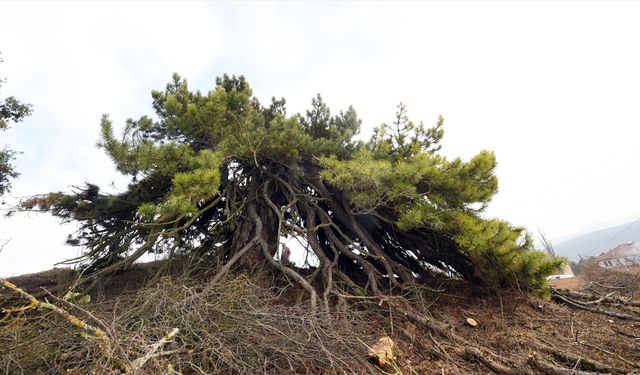 Dalları aşağıya doğru uzanan çam ağacı şemsiyeyi andıran görüntüsüyle dikkat çekiyor