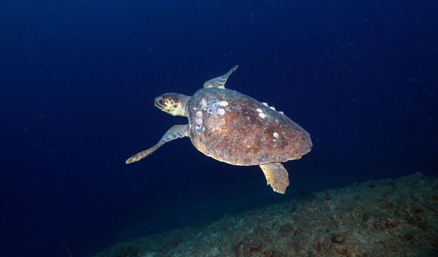 Doğu Akdeniz'in derinliklerine inen dalgıçlar canlıların renkli dünyasını görüntüledi