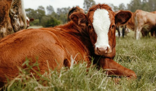 Hayvancılık işletmelerinde damızlık amacıyla kullanılacak hayvanlara ilişkin usul ve esaslar düzenlendi