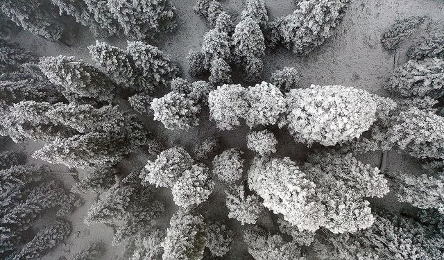 Ilgaz Dağı'nda kar ve sis etkili oldu