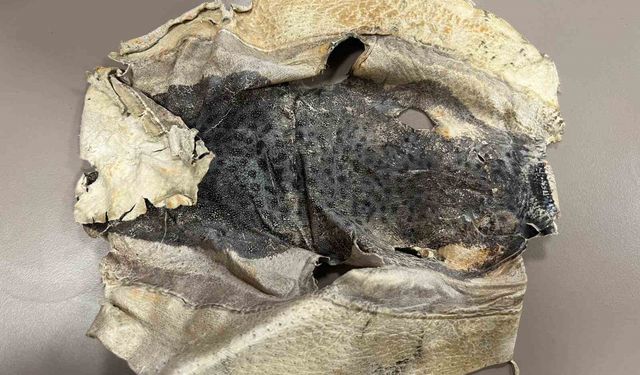 İzinsiz kullanılan Balon balığı projesi mahkemelik oldu