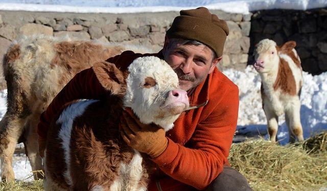 Kars'ta besiciler sıfırın altında 10 derecede zorlu mesai yapıyor