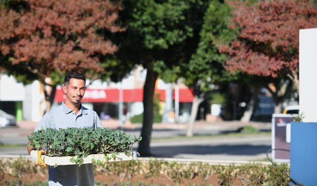 Konyaaltı’nda mevsimlik çiçek ekimi