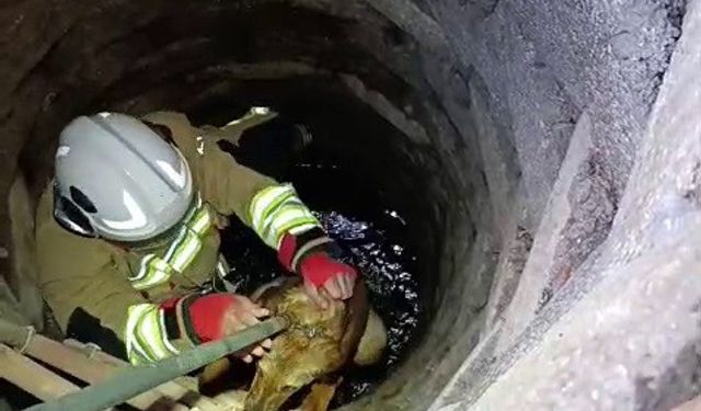 Kuyuya düşen köpeği itfaiye kurtardı