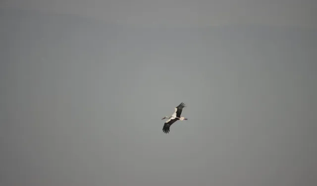 Leylekler Milleyha’da Görüldü: Kış Ortasında Şaşırtan Gözlem