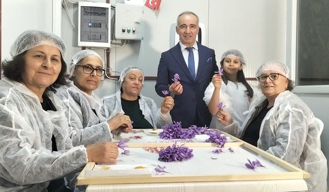 Mali müşavir kurduğu tesiste topraksız safran üretimi yapıyor