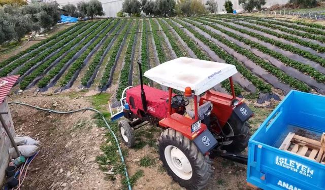 Mersin'de çilekte kış hasadı: Bahçede kilogramı 130 TL