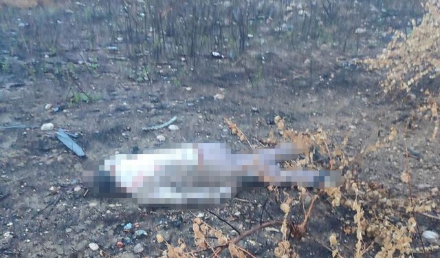 Mersin’de kaza yapan araç otoyolda, sürücüsü 30 metrelik köprünün altında ölü bulundu