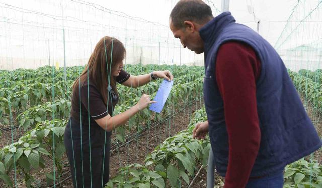Mersin'de örtü altı üreticiye sera ipi ve tuzak desteği