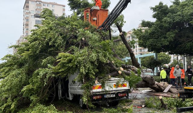 Mersin'de rüzgarın etkisiyle devrilen ağaç seyir halindeki 3 araca zarar verdi