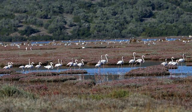 Milas'taki Tuzla Sulak Alanı'nda göçmen kuş yoğunluğu yaşanıyor