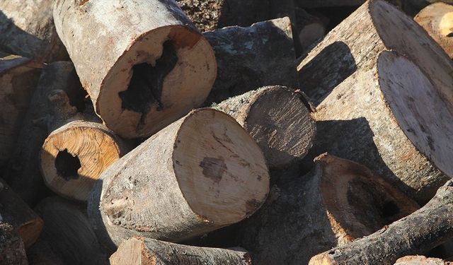 Ormanlar kaçak ağaç kesimine karşı teknolojik imkanlarla 7 gün 24 saat korunuyor