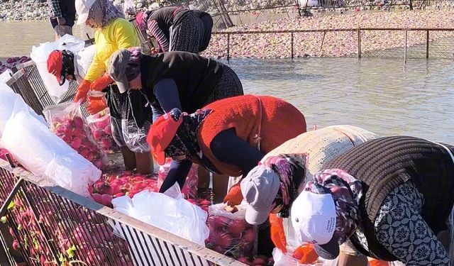 Osmaniye Kadirli'de turp mesaisi: Soğuk suda ekmek mücadelesi