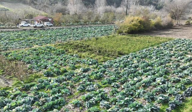 Osmaniye’de lahana hasadı yapıldı