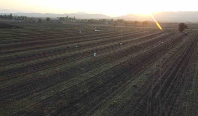 Osmaniye’nin altın ürünü yer fıstığı, hayvan yemi olarak da değerlendiriliyor