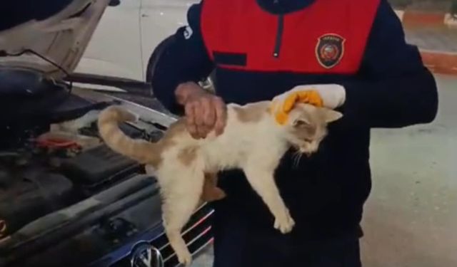 Samandağ'da otomobilin motor kısmına sıkışan kedi kurtarıldı