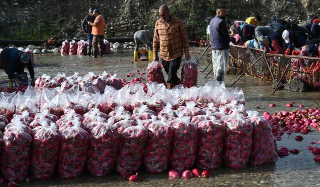 Tescilli turpları hasat eden çiftçilerin Savrun Çayı'ndaki zorlu yıkama mesaisi başladı