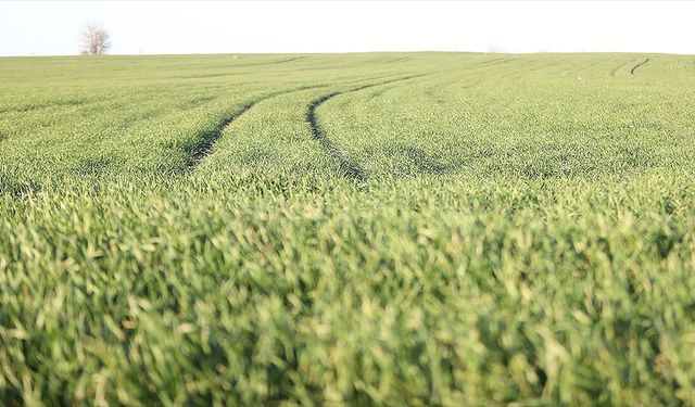 Trakya'da bu sene buğday erken boy attı