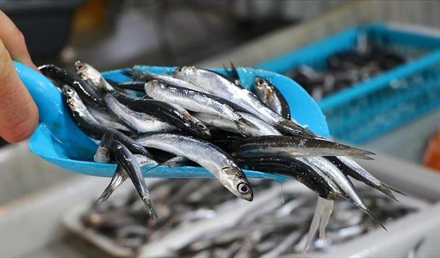 Türkiye'den 11 ayda 14,4 milyon dolarlık hamsi ihracatı yapıldı